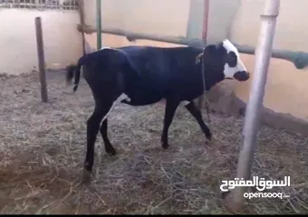  1 ثور  عماني خالي من العذاريب