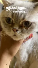  2 قطه للتبني