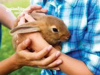  12 ارنب  ارنوب  فرنسي ابيض صغير نظيف