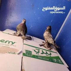  4 جوز اوزبك لون مميز