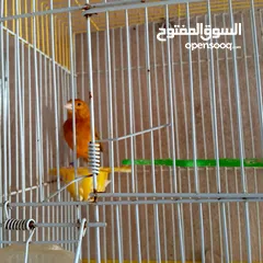  9 كنار للبيع
