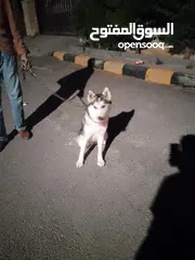  6 60 دينار اردني