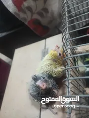  2 طيور كوكتيل للزق اليدوي مع خواتم جاهزه عمرهم بين 15 وال 17 يوم