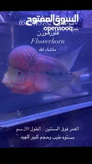  1 Flower horn fish سمكة الفلورهورن