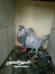  2 حمام للبيع