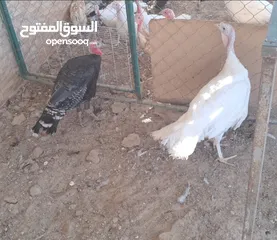  1 دجاج براهمي و ديوك بلدي و فازان و ديك رومي و انثى وز الكمية كاملة للبيع