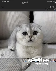  2 بيور سكوتش فولد للبيع