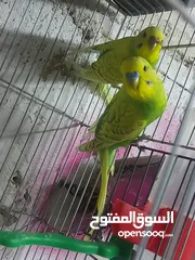  2 جوز حب للبيع بدون قفص السعر