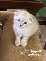  6 قطط أنثى العمر شهرين.  2 Month Female Kitten