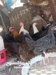  5 طيور للبيع بغرض نقل مكان السكن