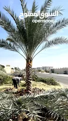  4 Date Palm Trees