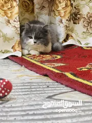  3 بزونه لاعوبه عمره 3 اشهر