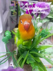  2 2 breeding lover birds need it Gone ASAP (cage included)