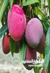  14 اقوى عروض بالمملكة   يوجد #مختصين #لتقليم #ورش #الاشجار #وصيانه #الحدائق