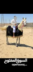  4 حصان اصفر مصري