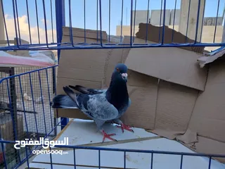  7 حمام بلدي وانواع اخره   بحاله ممتازة شغالات 12جوز وهاي بعض الصور