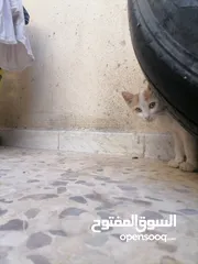  17 للتبني للتبني بسس قطط أعمار من شهرين ل ثلاث