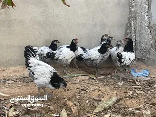  1 دجاج ملكي ابيض جامبو