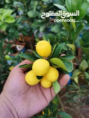  5 جميع أصناف الفواكة والحمضيات والزيتون ( بلدي ومستورد )