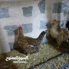  1 دجاج عرب اصلي العدد 25 ابيع شلع