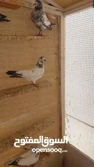  6 Pakistani pigeons