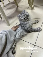  1 قطه مع جواز للتبني