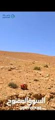  3 ارض مميزة على طريق جرش - الزرقاء قرب دوار السخنة اسعار تبدأ من 13.000 فقط!