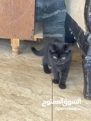  4 قططط من نوع سيامي ذكر و انثى