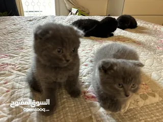  5 Scottish fold kittens males and females almost 2 months looking for a loving family!