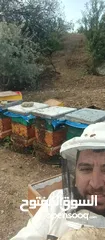  5 نحل للبيع خلايا نحل للبيع