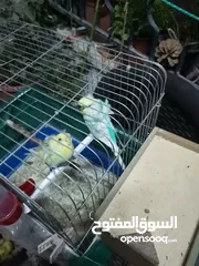  2 كوم عصافير للبيع