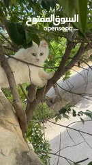  2 قطه شيرازي للبيع  العمر 10 أشهر  أليفه  ولا يمكن تطعيمه إلا بعد 12 شهر
