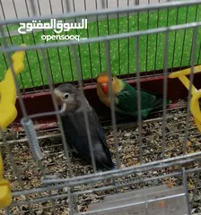  1 جوز فشر اوب لاين الوان بجنن مع قفص وكوخ