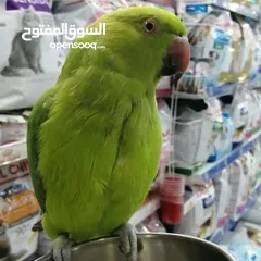  2 ببغاء الدرة