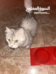  13 جميل العبادي