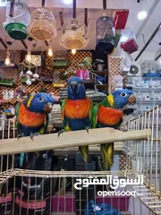  15 يتوفر لدينا مجموعه انواع طيور اليفه  دره اليف  لوري اليف  كوكتيل اليف  روز اليف  حب اليف