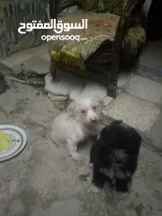  1 كلاب للبيع
