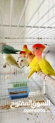  4 African love bird