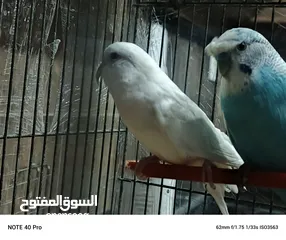  3 جوز حب شغالات ومنتجات الفحل كرست الوان حلوه كان تحتيهم 3 بيضات وتكسروا بالغلط عند النقل وحاليا بجهزو