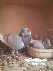  3 6 جواز شغالات للبيع اقراء الوصف قبل ماترن  كل جوز اله سعر؛او كوم ع 5 الجوز
