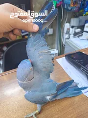 9 ببغاء دره لون ازرق طفره