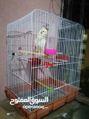 1 مطلووب طيرة كوكتيل لاتينو او البينو اليفه