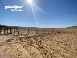  1 مزرعه زيتون