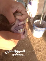  9 بلدي نفس الصور بالضبط عقائق ومناسبات ونذر اوزان 20 ل30 لحم صافي