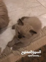  8 قطط سكوتش همالايا إناث