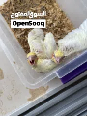  1 للبيع فروخ كوكتيل لاتينو غر