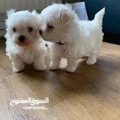  2 Adorable Maltese puppy ready for a new home