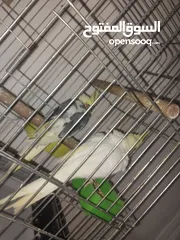  4 ببغاء الكوكاتيل للبيع