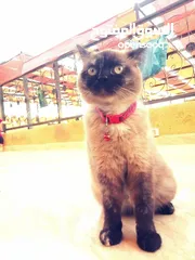 2 بسينة هملايا عمرا سنة