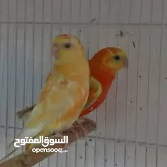  1 برانكيت ناري